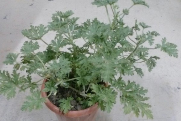 驱蚊草能不能在卧室中养殖,养在卧室中可以驱除蚊虫