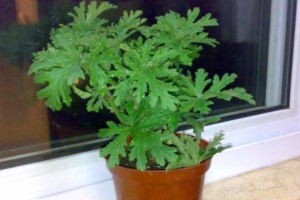 驱蚊草能不能在卧室中养殖,养在卧室中可以驱除蚊虫