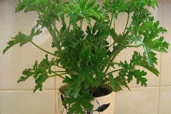 驱蚊草能不能在卧室中养殖,养在卧室中可以驱除蚊虫