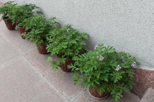 驱蚊草能不能在卧室中养殖,养在卧室中可以驱除蚊虫