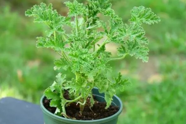 驱蚊草能不能在卧室中养殖,养在卧室中可以驱除蚊虫