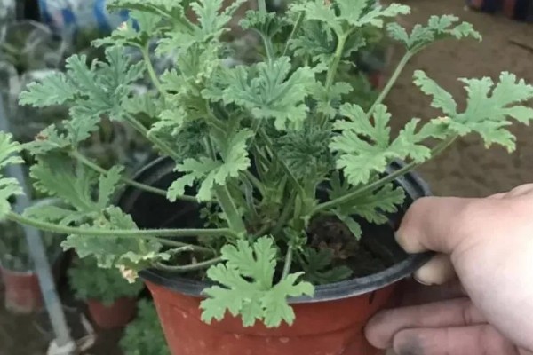 驱蚊草能不能在卧室中养殖,养在卧室中可以驱除蚊虫