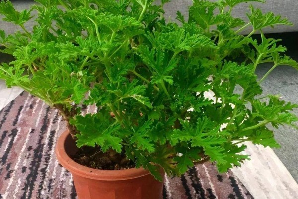 驱蚊草能不能在卧室中养殖,养在卧室中可以驱除蚊虫