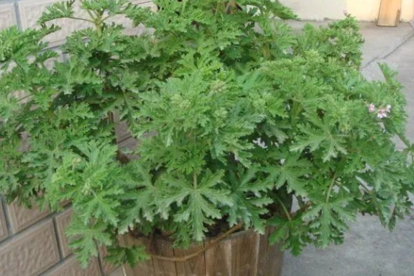 驱蚊草能不能在卧室中养殖,养在卧室中可以驱除蚊虫