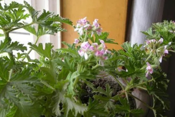 驱蚊草能不能在卧室中养殖,养在卧室中可以驱除蚊虫