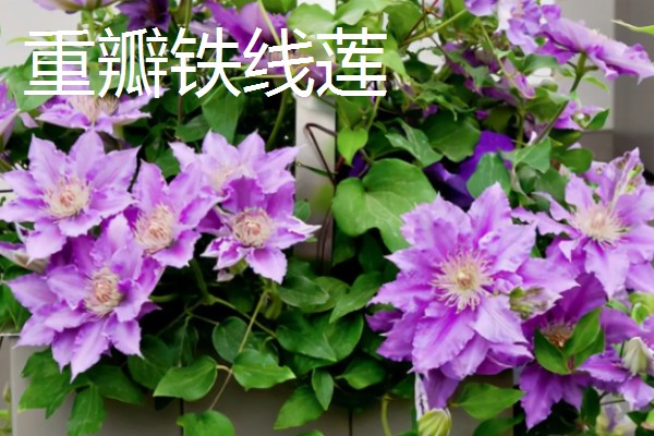 重瓣铁线莲与转子莲的区别,叶片形态和花期均不同