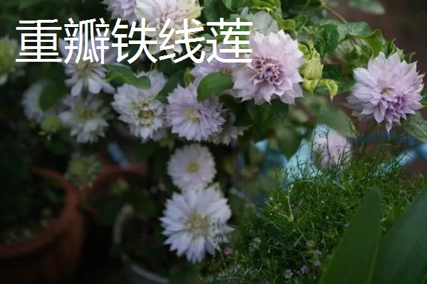 重瓣铁线莲与转子莲的区别,叶片形态和花期均不同