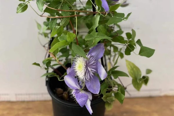 重瓣铁线莲与转子莲的区别,叶片形态和花期均不同