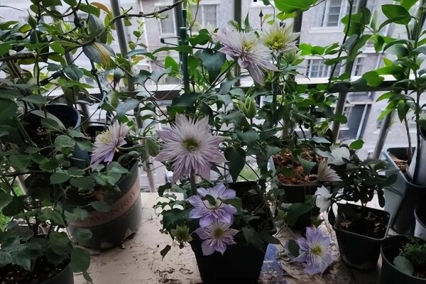 重瓣铁线莲与转子莲的区别,叶片形态和花期均不同