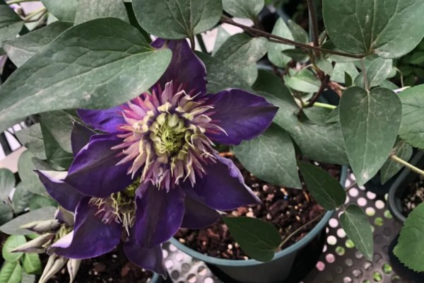 重瓣铁线莲与转子莲的区别,叶片形态和花期均不同