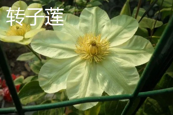 重瓣铁线莲与转子莲的区别,叶片形态和花期均不同