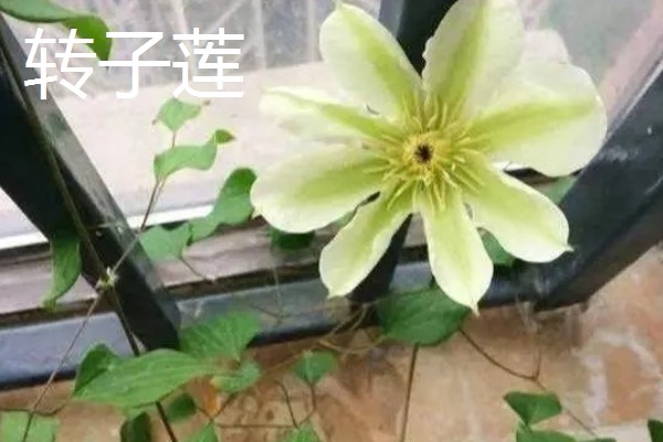 重瓣铁线莲与转子莲的区别,叶片形态和花期均不同