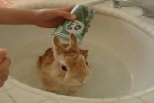 兔子能不能洗澡，洗澡不能过于频繁