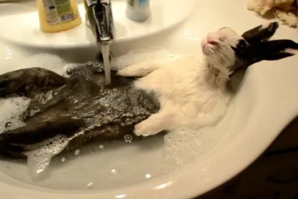 兔子能不能洗澡，洗澡不能过于频繁