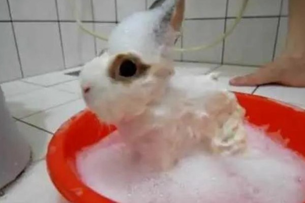 兔子能不能洗澡，洗澡不能过于频繁