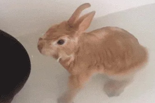 兔子能不能洗澡，洗澡不能过于频繁