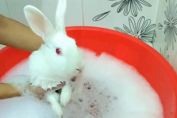 兔子能不能洗澡，洗澡不能过于频繁