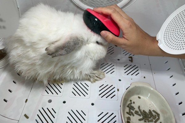 兔子能不能洗澡，洗澡不能过于频繁