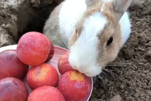 兔子能不能洗澡，洗澡不能过于频繁