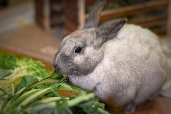 兔子能不能洗澡，洗澡不能过于频繁