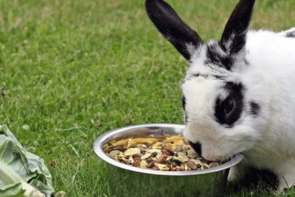 兔子能不能洗澡，洗澡不能过于频繁