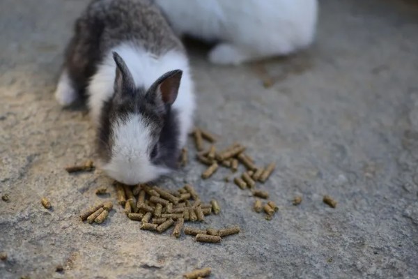 兔子能不能洗澡，洗澡不能过于频繁
