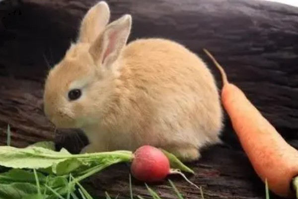 兔子能不能洗澡，洗澡不能过于频繁