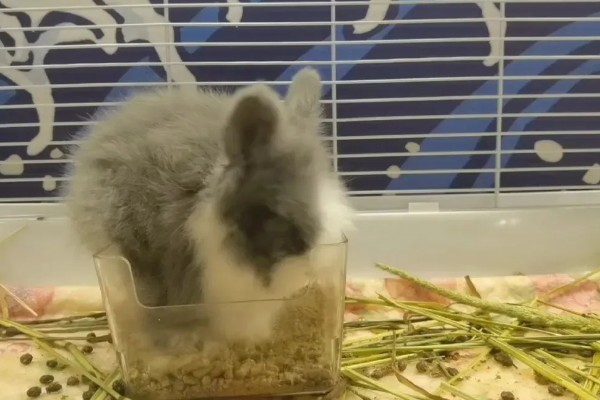 兔子能不能洗澡，洗澡不能过于频繁