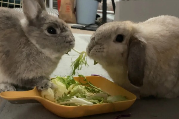 兔子能不能洗澡，洗澡不能过于频繁