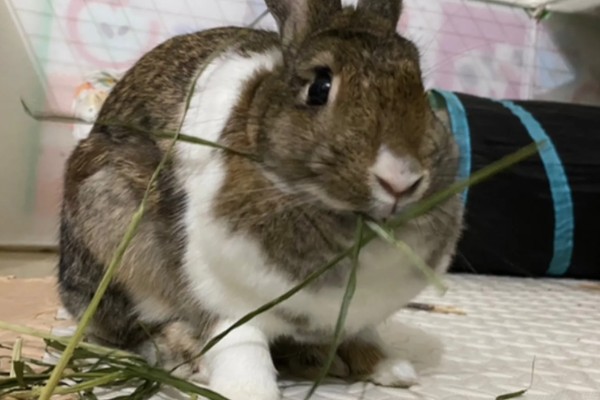 兔子能不能洗澡，洗澡不能过于频繁