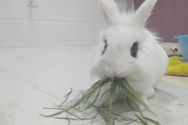 兔子能不能洗澡，洗澡不能过于频繁