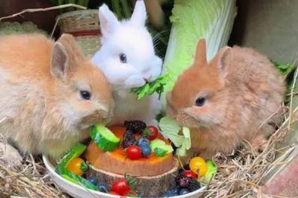 兔子能不能洗澡，洗澡不能过于频繁