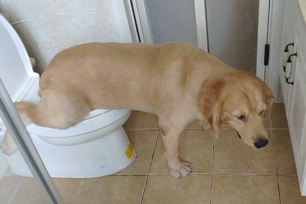 训练狗狗大小便的方法，让它在固定的地方上厕所