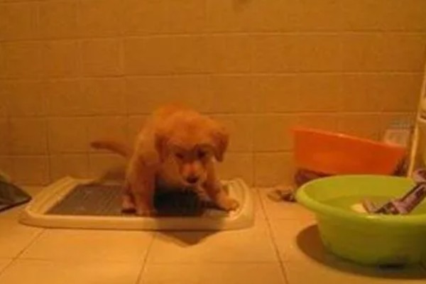 训练狗狗大小便的方法，让它在固定的地方上厕所