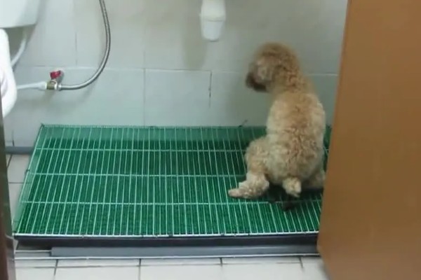训练狗狗大小便的方法，让它在固定的地方上厕所