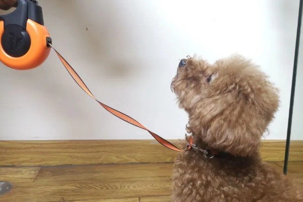 训练狗狗大小便的方法，让它在固定的地方上厕所