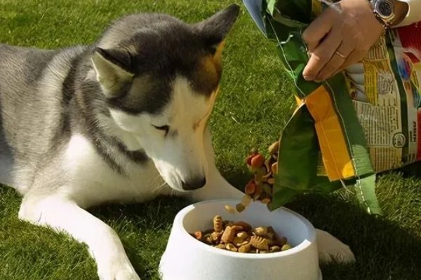 训练狗狗大小便的方法，让它在固定的地方上厕所