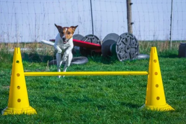 训练狗狗大小便的方法，让它在固定的地方上厕所