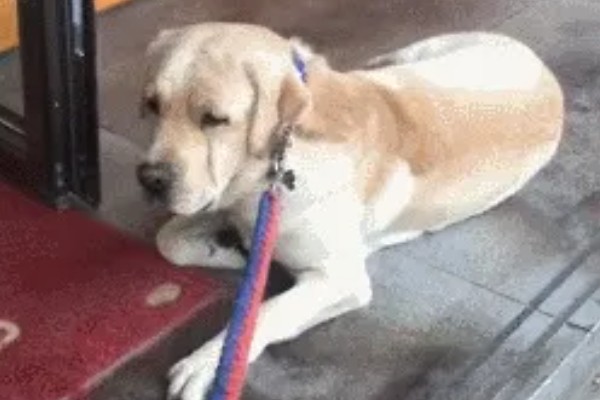 训练狗狗大小便的方法，让它在固定的地方上厕所