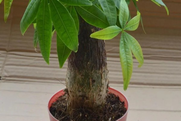 招财树是哪种植物，一般是指光瓜栗