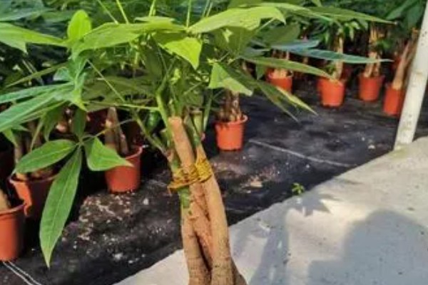 招财树是哪种植物，一般是指光瓜栗
