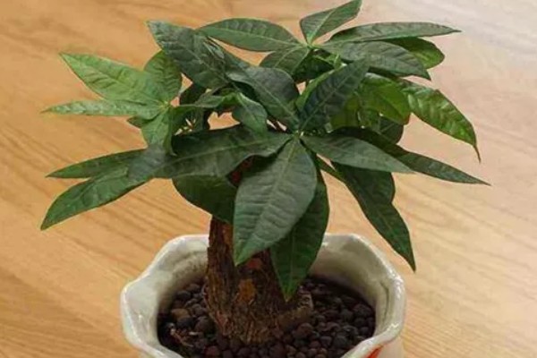 招财树是哪种植物，一般是指光瓜栗