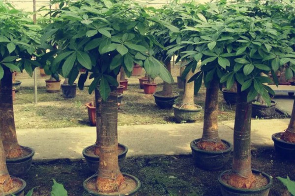 招财树是哪种植物，一般是指光瓜栗