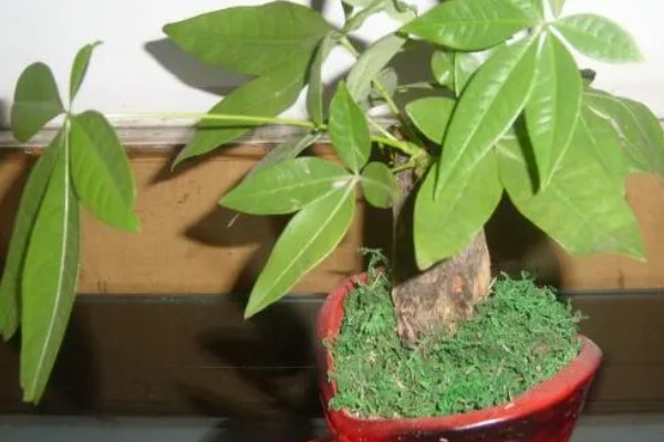 招财树是哪种植物，一般是指光瓜栗