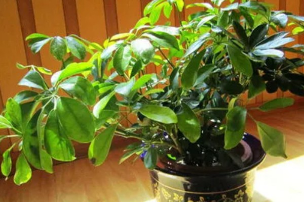 招财树是哪种植物，一般是指光瓜栗