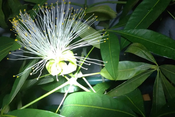 招财树是哪种植物，一般是指光瓜栗
