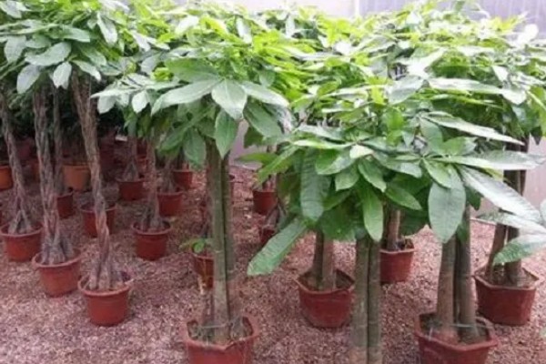 招财树是哪种植物，一般是指光瓜栗