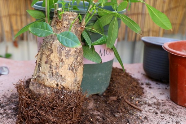 招财树是哪种植物，一般是指光瓜栗
