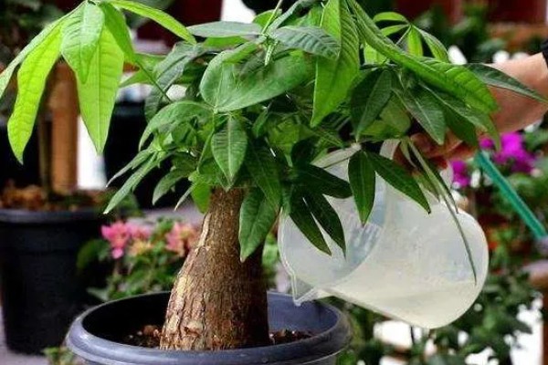 招财树是哪种植物，一般是指光瓜栗