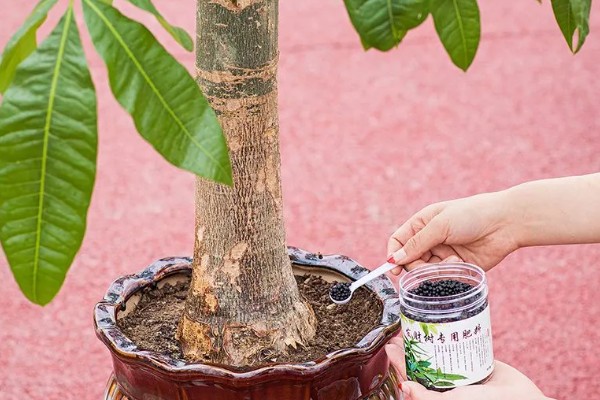 招财树是哪种植物，一般是指光瓜栗